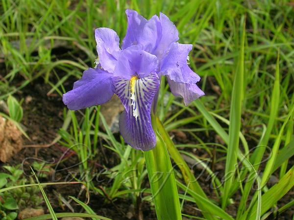 Blue Star Iris